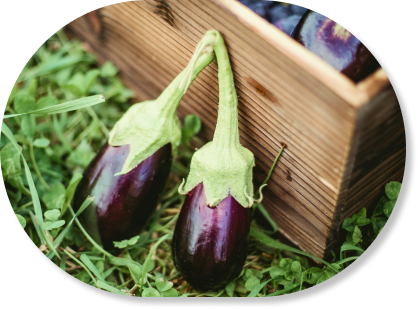 Eggplant