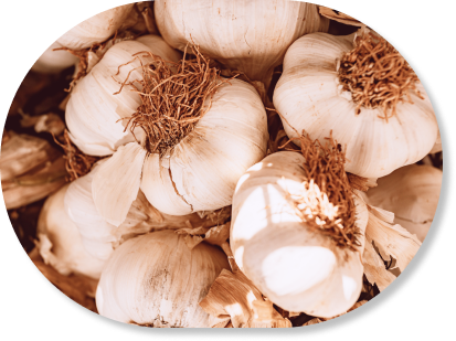 Garlic