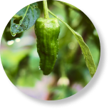 Jalapenos